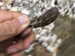 Leiosolenus lischkei