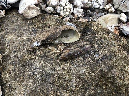 Leiosolenus lischkei observed 2022-02-13