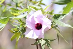 Gossypium robinsonii