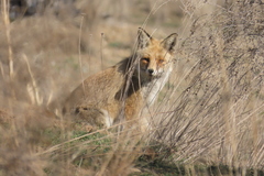 Vulpes vulpes flavescens
