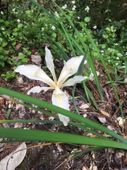 Iris fernaldii