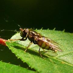 Dasysyrphus venustus