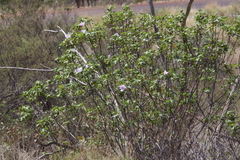 Gossypium robinsonii
