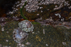 Eulalia clavigera