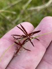 Cyperus schinzii