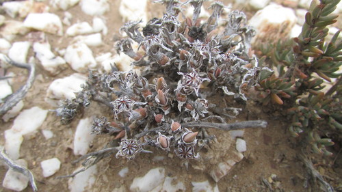 Langeberg Matvygie (Antimima roseola)
