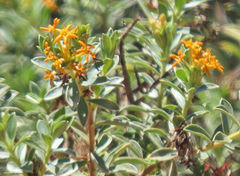 Lasiosiphon meisnerianus