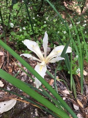 Iris fernaldii