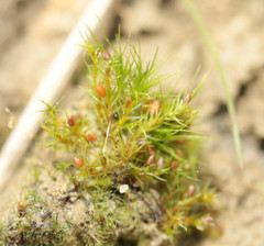 Pseudephemerum nitidum