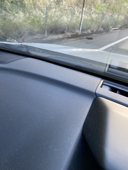 Tachyglossus aculeatus