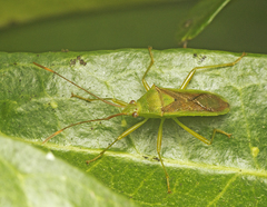 Amblypelta nitida