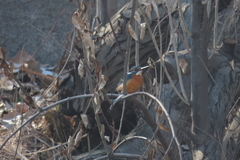 Alcedo atthis