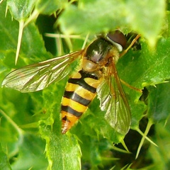 Epistrophe nitidicollis
