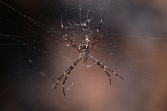 Argiope dietrichae