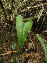 Anthurium oxybelium