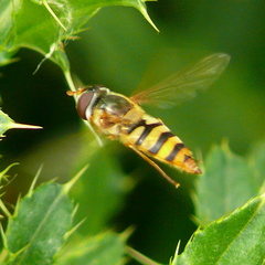 Epistrophe nitidicollis