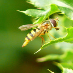 Epistrophe nitidicollis