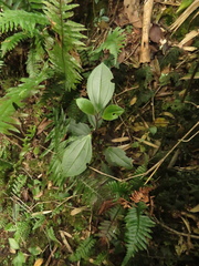 Axinaea macrophylla