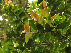 Prunus buxifolia
