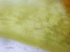 Pseudephemerum nitidum