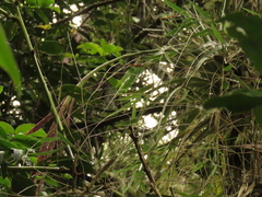 Tillandsia robusta