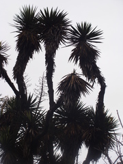 Yucca decipiens