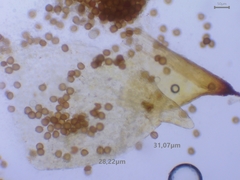 Pseudephemerum nitidum