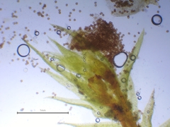 Pseudephemerum nitidum