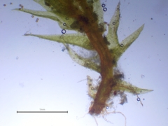 Pseudephemerum nitidum