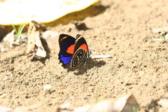 Callicore texa titania