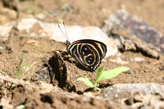 Callicore texa titania