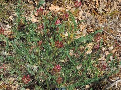 Astragalus monspessulanus