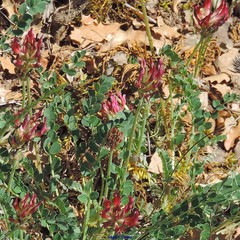 Astragalus monspessulanus