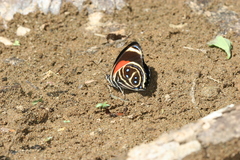 Callicore texa titania