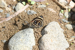 Callicore texa titania