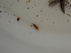 Ceraphronoidea