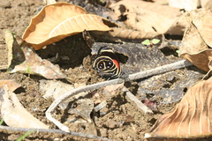 Callicore texa titania