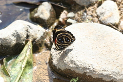 Callicore texa titania