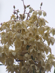 Yucca decipiens