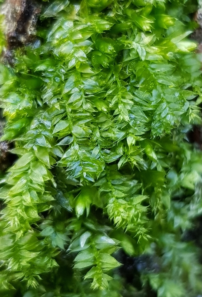 Plagiothecium nemorale (Plagiothecium nemorale)