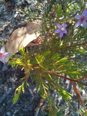 Calytrix leschenaultii