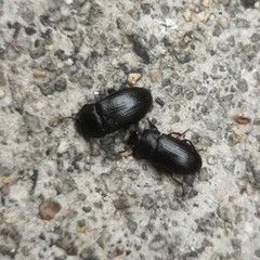 Alphitobius diaperinus