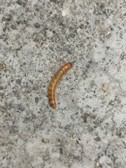 Alphitobius diaperinus