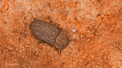 Polycoelogastridion sexcostatum