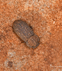 Polycoelogastridion sexcostatum