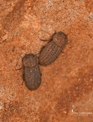 Polycoelogastridion sexcostatum