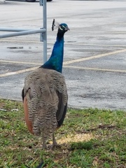 Pavo cristatus