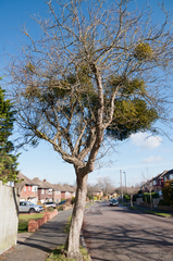 Viscum album