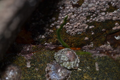 Eulalia clavigera