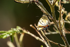 Jalmenus evagoras